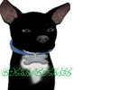 Sims 3 — Rat Terrier Chihuahua Mix - Socks/Sockies by melissa792 — Socks is a Family Pet, He's an adult male rat terrier
