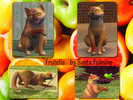 Sims 2 — Frutella by Santa_Fulmine — Just a nice cat of orange color. :)