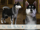 Sims 3 — Kiba - Breed Standard Alaskan Klee Kai by nunilwen2 — Alaskan Klee Kai are a small breed that was created to