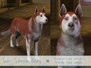 Sims 3 — Suki - Siberian Husky / Auburn by nunilwen2 — Suki is a sweet Siberian husky, with a beautiful red coat to match