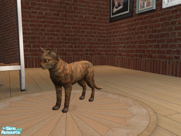 Sims 2 — Sassy by bryk1984 — This is what my calico/turtleshell taby cat named Sassy looks like in the sim world. I
