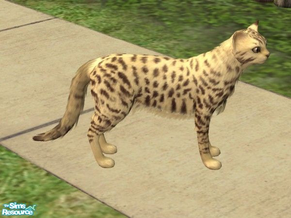 Sims 2 — Lynx by Stellalexsteven — This rare species is a mix of a cat and a lynx! It might look wild, but it is