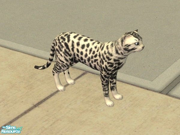 Sims 2 — Snow Leopard by Stellalexsteven — This rare species is a mix of a cat and a snow leopard! It might look wild,