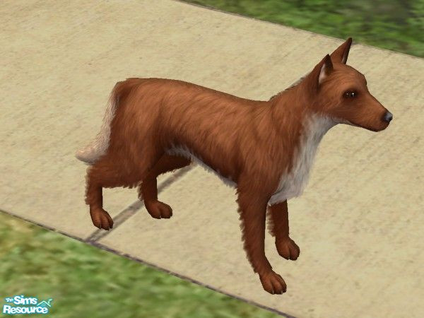 Sims 2 — Fox by Stellalexsteven — This animal is a mix of a dog and a fox! Researches have shown that foxes are ancastors