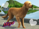 Sims 3 — Maya - Golden Retriever by Blondii162 — Maya is a Golden Retriever. The Golden Retriever is a medium- to