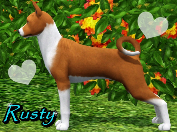 Sims 3 — Rusty - Basenji by Blondii162 — Rusty is a Basenji. Basenji is one of the breeds of dogs, belonging to the group