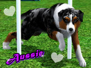 Sims 3 — Aussie - Australian Shepherd by Blondii162 — Aussie is a Australian Shepherd. The breed rose gradually in