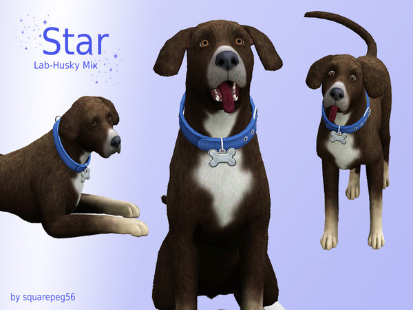 Sims 3 — Star by squarepeg56 — Star is a mixed breed dog. She is part Chocolate Lab and part Siberian Husky. She is an