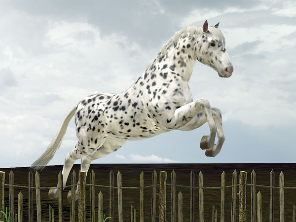 Sims 3 — Knabstrupper by Wimmie — The Knabstrupper or Knabstrup is a Danish breed of horse with an unusual range of coat