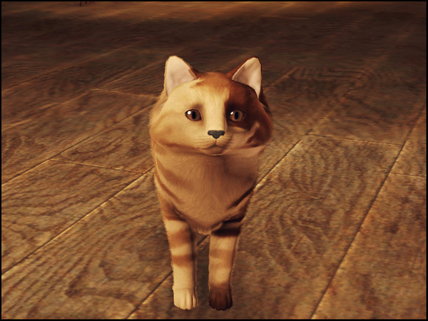 Sims 3 — Creamy by Xrinna — The genius Creamy is looking for a new home. Creamy is a very lovely kitten. Details: Age: