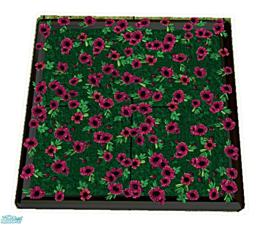 Sims 2 — New Daisies - Dark Pink by elainearora — A new collection of the finest hybrid daisies have just been developed,