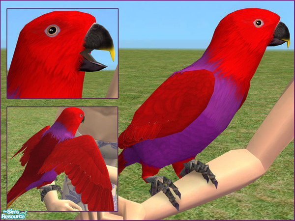 Sims 2 — Eclectus Parrot - Female by LadyMinion — The female Eclectus is a combination of stunning reds and purples.