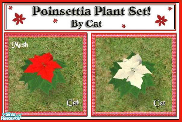 Sims 2 — Poinsettia Plant Set by cat3cm — A new plant for your outside decorating needs.