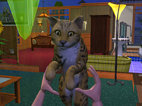 Sims 2 — Leopard Cat by animal_sim — Color: Yellow, Black and White 