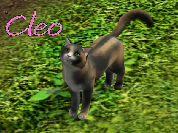 Sims 3 — Cleo Cat by MissMoonshadow — Meet Cleo, a beautiful female dilute calico cat. She, like many other cats, can be