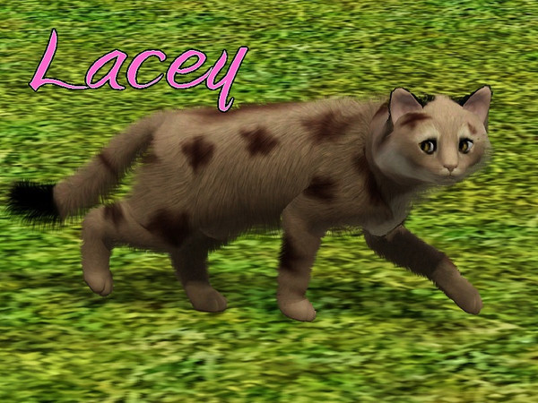 Sims 3 — Lacey Lynx by MissMoonshadow — Meet Lacey, a beautiful female Canada Lynx. She, like all wild cats, is a