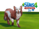 Sims 4 — Cat - Ino by Vikkei — Ino - Male - Maine Coon - Clever, Curious, Spoiled Intelligent little fellow that quickly