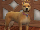 Sims 4 — Miss Marla by Kidakane — Meet Miss Marla! She was the first dog I fell in love with when I started volunteering
