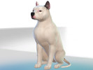 Sims 4 — Cadillac by Kidakane — This here is Cadillac! He is currently up for adoption at Orange County Animal Services