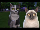 Sims 4 — Realistic Cat Eyes by Rimisa2 — Realistic cat eyes in 18 different colors.