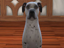 Sims 4 — Petey by Kidakane — Meet Petey! He's a very loving boy currently up for adoption at the 4 Life Animal Rescue in