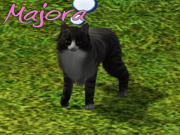 Sims 3 — Majora Cat by MissMoonshadow — Meet Majora, a beautiful female American Longhair cat. She is one of the