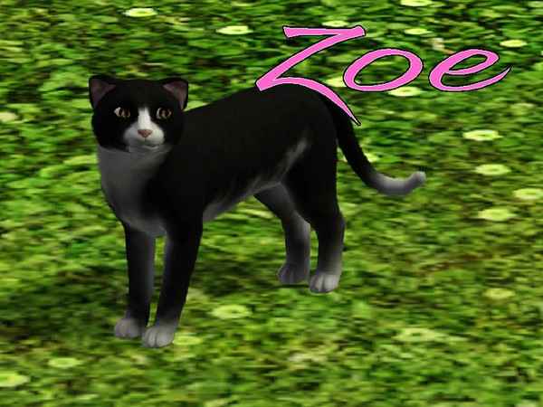 Sims 3 — Zoe Cat by MissMoonshadow — Meet Zoe, a beautiful female Tuxedo cat mix. She, like many cats, is extremely