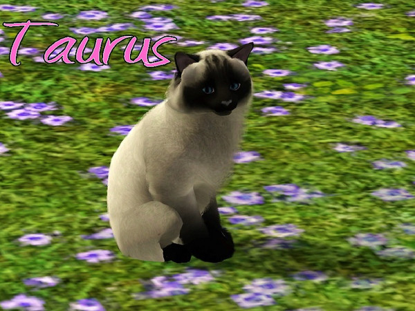 Sims 3 — Taurus Cat by MissMoonshadow — Meet Taurus, a beautiful female Birman cat. This little lady is very smart and