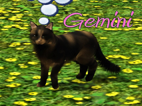 Sims 3 — Gemini Cat by MissMoonshadow — Meet Gemini, a beautiful female Tortoiseshell cat. She knows that the furniture