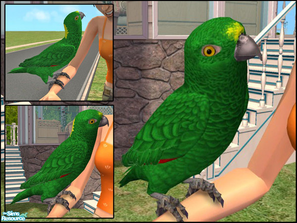 Sims 2 — Yellow Naped Amazon Parrot by LadyMinion — Found throughout the South and Central Americas, these beautiful
