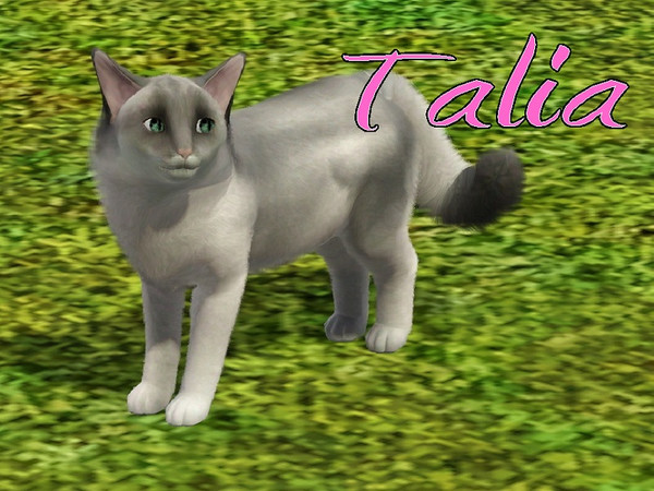 Sims 3 — Talia Cat by MissMoonshadow — Meet Talia, a beautiful female Ragdoll mix. She is a very smart little kitty, and