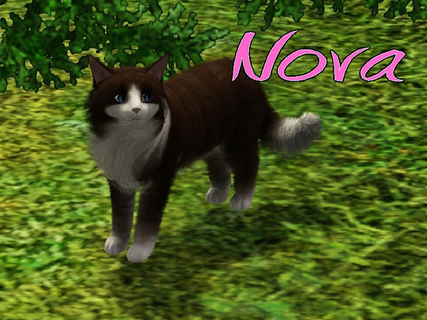 Sims 3 — Nova Cat by MissMoonshadow — Meet Nova, a beautiful female dark brown and white cat. She is the is the sweetest,
