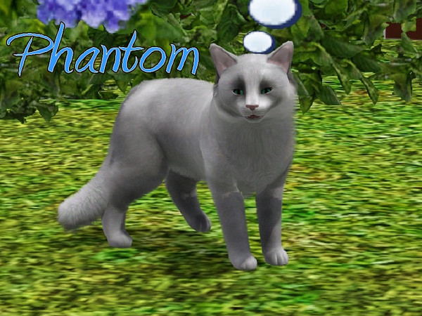 Sims 3 — Phantom Cat by MissMoonshadow — Meet Phantom, a handsome male silver and white Siberian cat. He is one of the