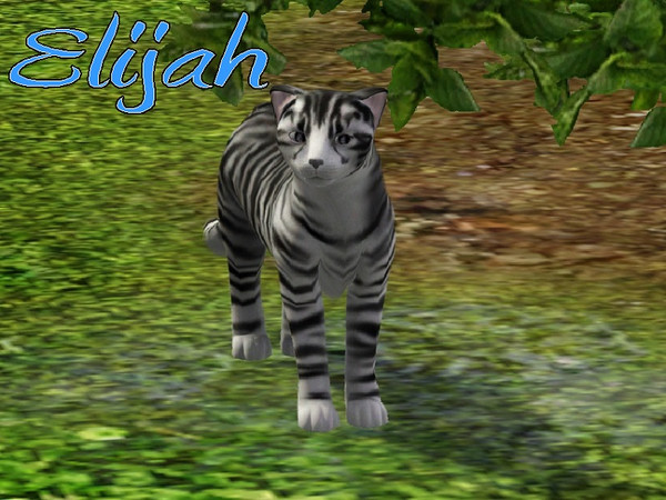 Sims 3 — Elijah Cat by MissMoonshadow — Meet Elijah, a handsome male white and black striped cat. He is extremely