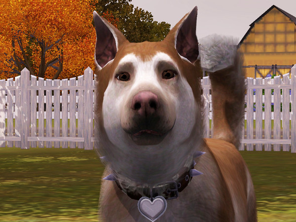 Sims 3 — Max by animal_sim — This is Max, siberian husky dog. He is for sure very playful dog. I called him Max because I