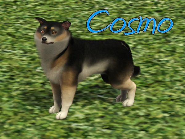 Sims 3 — Cosmo Dog by MissMoonshadow — Meet Cosmo, a handsome male tricolor Shetland Sheepdog. He is one of the sweetest,
