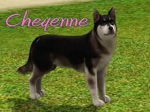 Sims 3 — Cheyenne Dog by MissMoonshadow — Meet Cheyenne, a beautiful female Alaskan Malamute mix. She can be quite shy