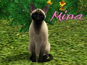 Sims 3 — Mina Cat by MissMoonshadow — Meet Mina, a beautiful female Siamese cat. She usually doesn't make much noise,