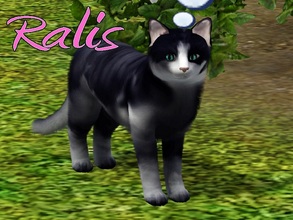 Sims 3 — Ralis Cat by MissMoonshadow — Meet Ralis, a beautiful female dark blue and white cat. She is the boss, and don't