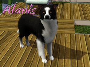 Sims 3 — Alanis Dog by MissMoonshadow — Meet Alanis, a beautiful female black and white Border Collie. Once you befriend