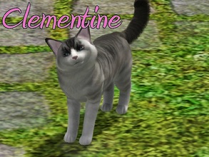 Sims 3 — Clementine Cat by MissMoonshadow — Meet Clementine, a beautiful female gray and white cat. She, like many