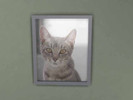 Sims 4 — Cat Wall Picture by nyumflash92 — This is a recolor of the Plumbob painting. Just a picture of a cat. This is