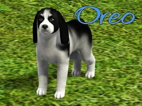 Sims 3 — Oreo Dog by MissMoonshadow — Meet Oreo, a handsome male black and white mini Cocker Spaniel. He is very smart,