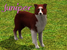Sims 3 — Juniper Dog by MissMoonshadow — Meet Juniper, a beautiful female red and white Border Collie. She, like many