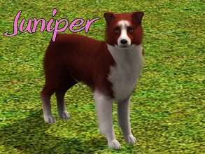 Sims 3 — Juniper Dog by MissMoonshadow — Meet Juniper, a beautiful female red and white Border Collie. She, like many