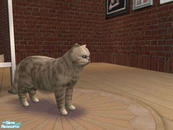 Sims 2 — Tova by sakuramoonce — Tova's a very special cat as she's my very first creation for TSR. I hope you will enjoy