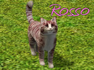 Sims 3 — Rosso Cat by MissMoonshadow — Meet Rosso, a beautiful female cream and red striped cat. She is the sweetest,