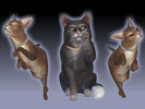 Sims 4 — CS Cat Collars sparkle/zebra by Constellationss — -5 Swatches -Base Game -custom thumbnail -they have a bell and