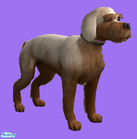 Sims 2 — A unique dog by tessasim — A rare breed. Anyone who owns him will never regret it!