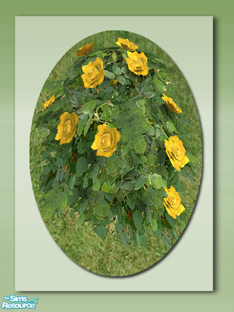 Sims 2 — Traditional Rose Bush - Yellow by Shakeshaft — Part of a set of colourful Rose Bushes for your Sims gardens, set
